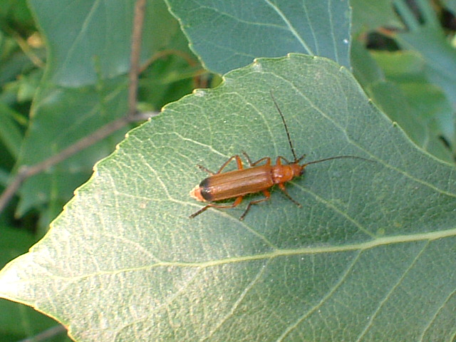 Lasiommata maera,Oreina cacaliae:insetti in Val Trompia